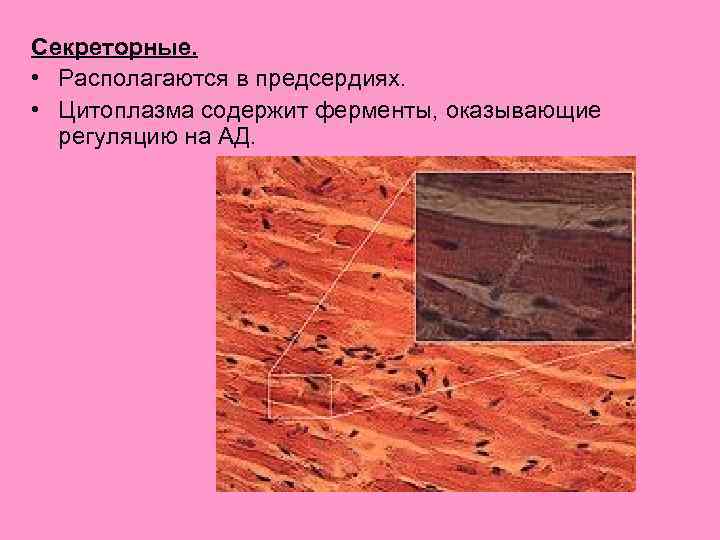 Секреторные. • Располагаются в предсердиях. • Цитоплазма содержит ферменты, оказывающие регуляцию на АД. 