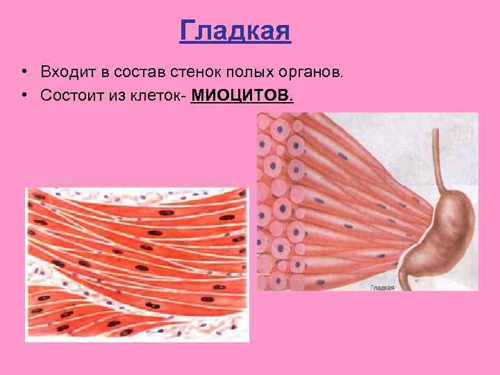 Гладкая • Входит в состав стенок полых органов. • Состоит из клеток- МИОЦИТОВ. 