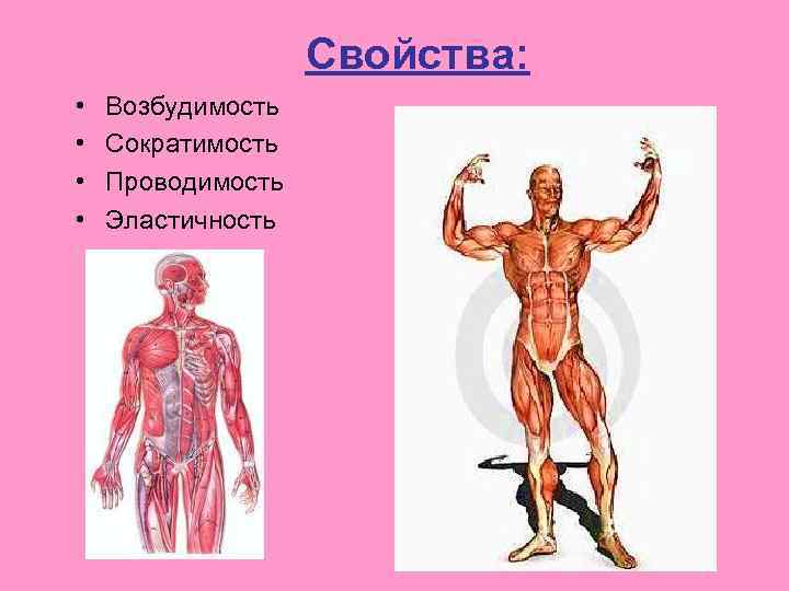 Свойства: • • Возбудимость Сократимость Проводимость Эластичность 