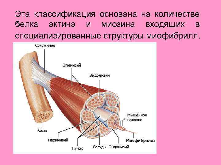 Эта классификация основана на количестве белка актина и миозина входящих в специализированные структуры миофибрилл.