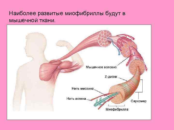 Наиболее развитые миофибриллы будут в мышечной ткани. 