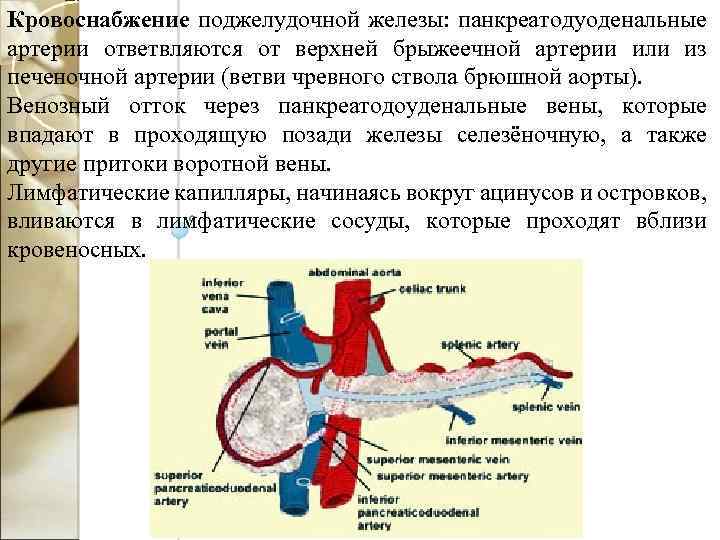 Схема кровоснабжения поджелудочной железы