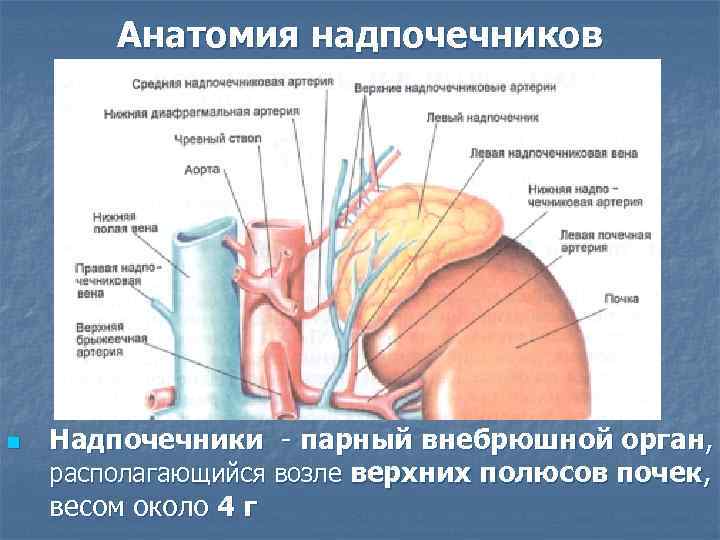 Анатомия надпочечников n Надпочечники - парный внебрюшной орган, располагающийся возле верхних полюсов почек, весом