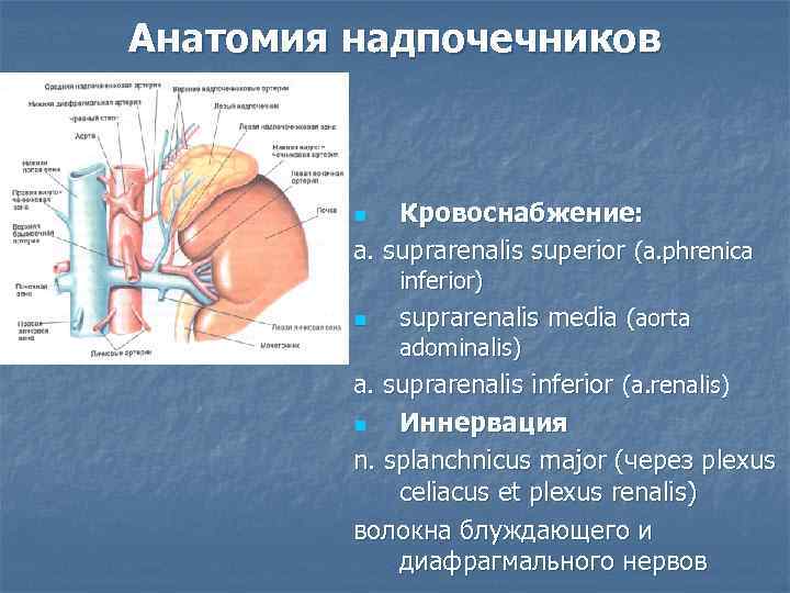 Надпочечники презентация по анатомии