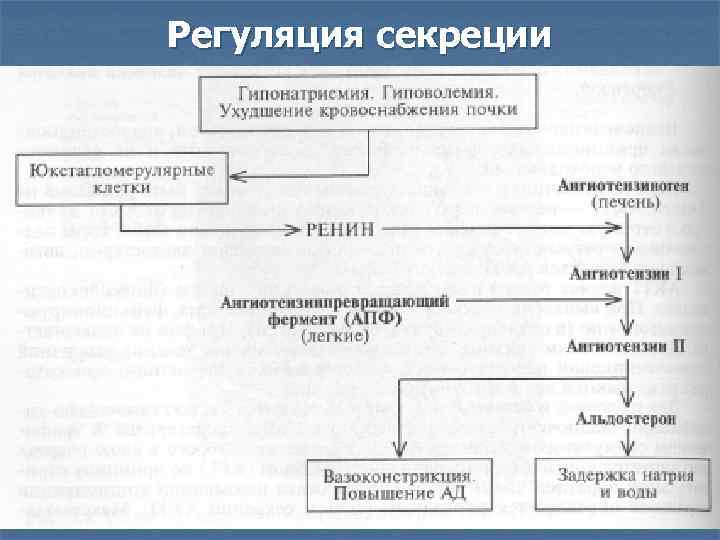 Регуляция секреции n n n Клубочковая зона – АКТГ – независимая и секреция альдостерона