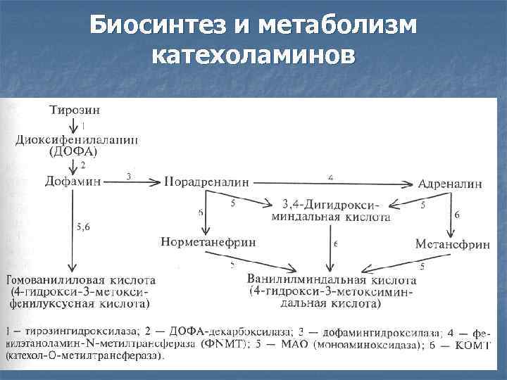 Биосинтез и метаболизм катехоламинов 