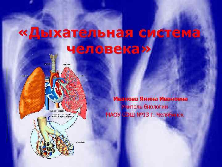  «Дыхательная система человека» Иванова Янина Ивановна Учитель биологии МАОУ СОШ № 13 г.