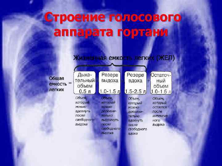 Строение голосового аппарата гортани 