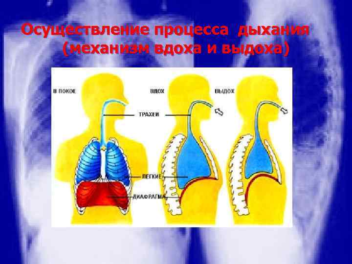 Процесс дыхания состоит