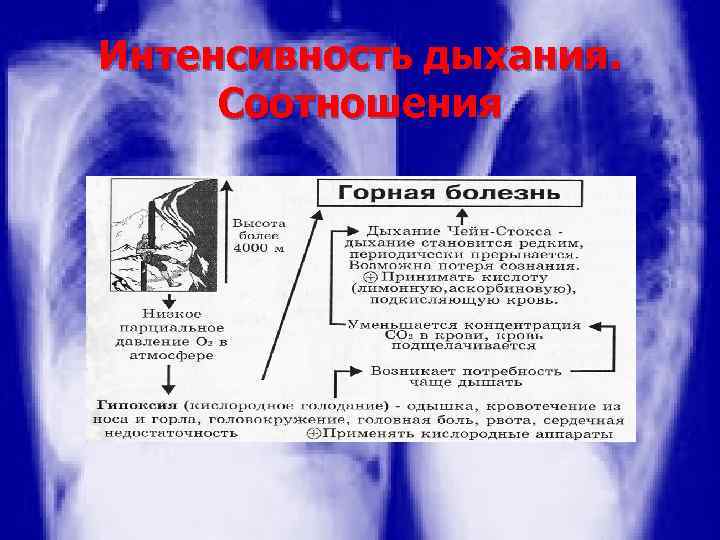 Интенсивность дыхания. Соотношения 