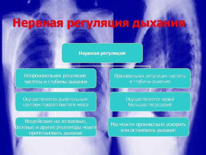 Нервная регуляция дыхания Нервная регуляция Непроизвольная регуляция частоты и глубины дыхания Произвольная регуляция частоты