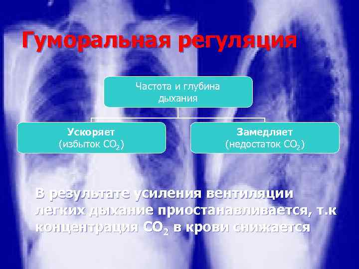 Гуморальная регуляция Частота и глубина дыхания Ускоряет (избыток CO 2) Замедляет (недостаток CO 2)