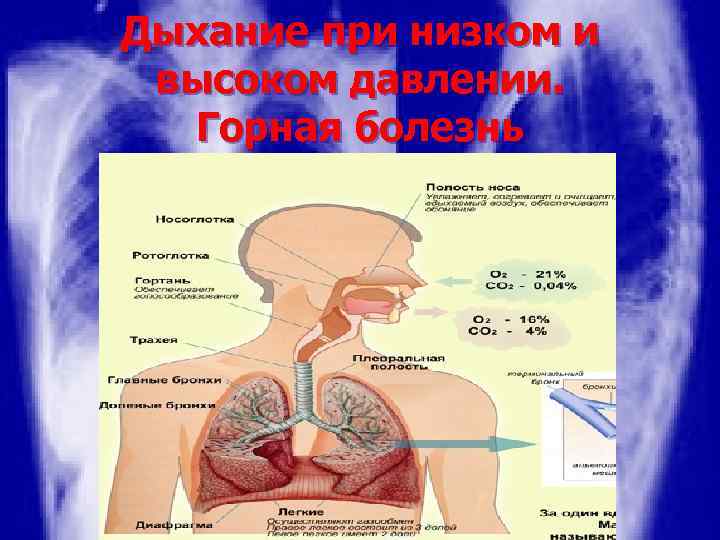 Дыхание при низком и высоком давлении. Горная болезнь 