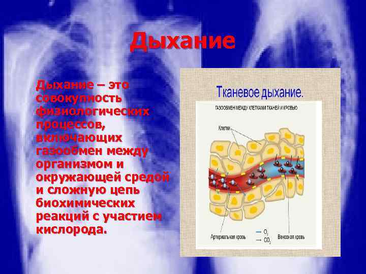 Дыхание – это совокупность физиологических процессов, включающих газообмен между организмом и окружающей средой и