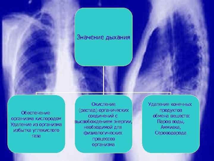 Значение дыхания Обеспечение организма кислородом Удаление из организма избытка углекислого газа Окисление (распад) органических