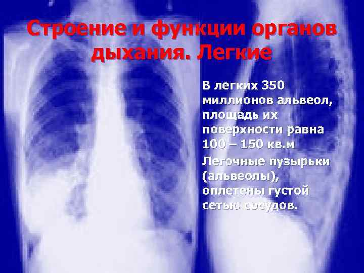Строение и функции органов дыхания. Легкие В легких 350 миллионов альвеол, площадь их поверхности