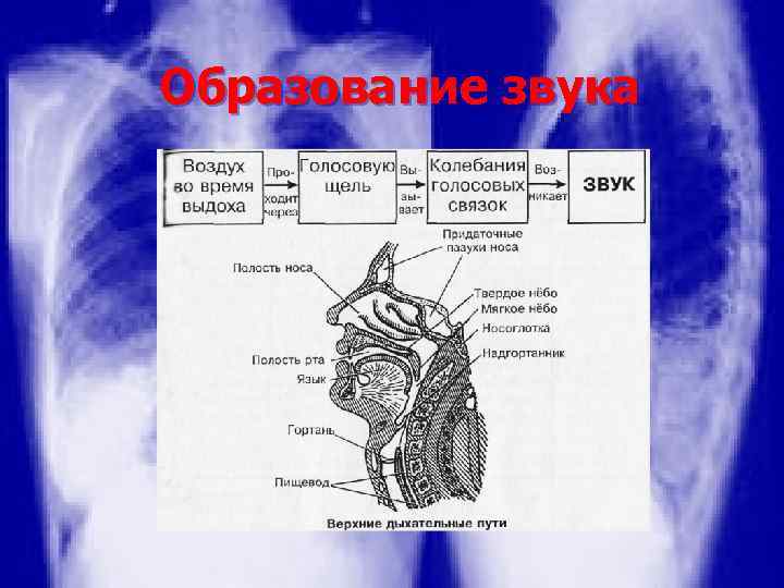 Образование звука 