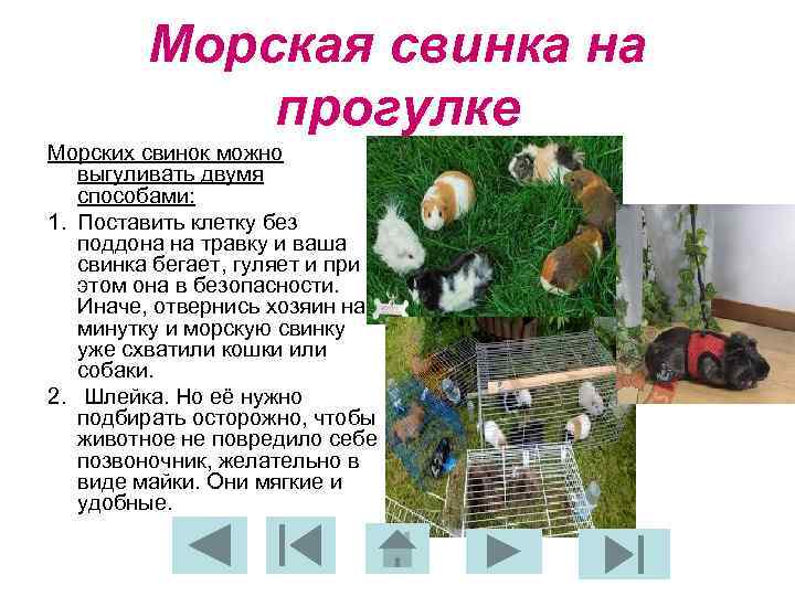 Морская свинка на прогулке Морских свинок можно выгуливать двумя способами: 1. Поставить клетку без