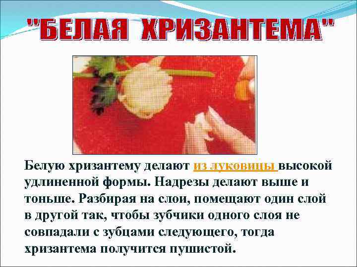 Белую хризантему делают из луковицы высокой удлиненной формы. Надрезы делают выше и тоньше. Разбирая