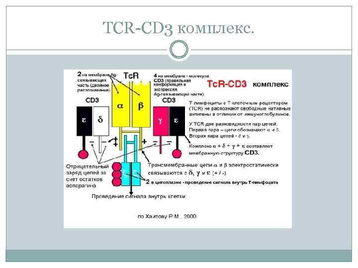 TCR-CD 3 комплекс. 