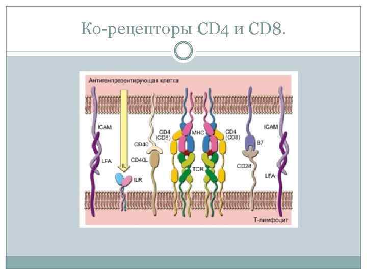 Частью рецепторы