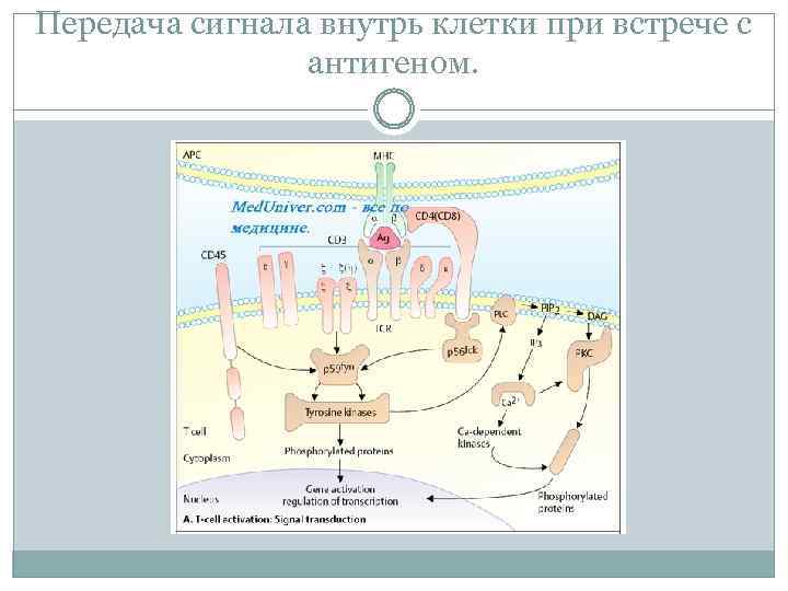 Внутрь клетки. Передача сигнала внутрь клетки. Ингибиторы передачи сигнала внутрь клетки. Схема передачи сигнала внутрь клетки. Системы передачи сигнала в клетку.