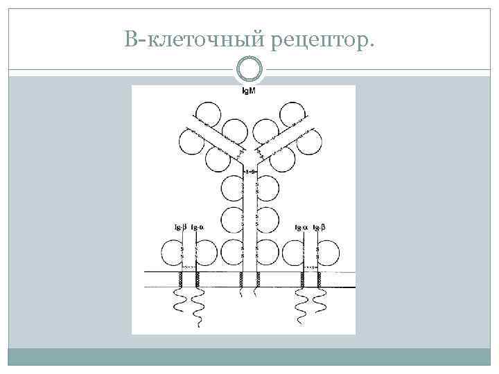 В-клеточный рецептор. 