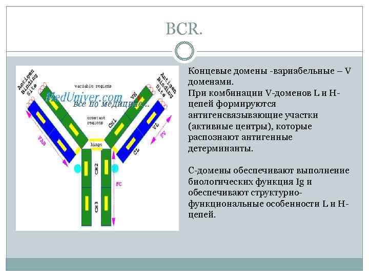 BCR. Концевые домены -вариабельныe – V доменами. При комбинации V-доменов L и Hцепей формируются