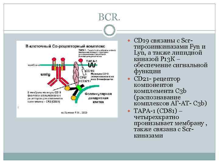 BCR. СD 19 связаны с Scr- тирозинкиназами Fyn и Lyn, а также липидной киназой