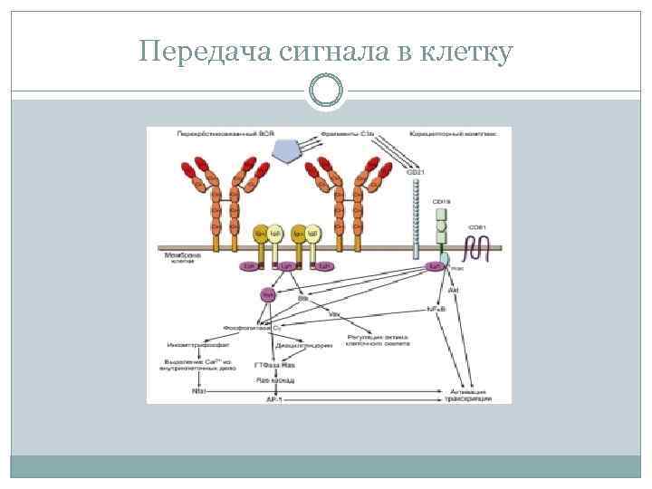 Сигналы рецепторов. Передача сигнала от клеточного рецептора в клетку. Сигнальные механизмы в-клеточного рецептора. Рецепторная передача сигнала в клетке. Механизмы передачи сигнала в клетку.