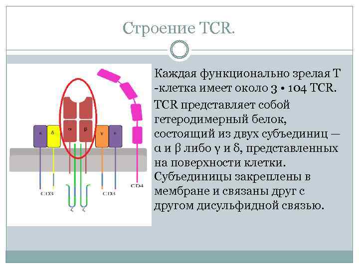 Рецепторы клеток биология