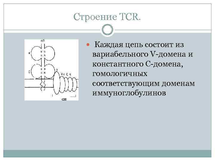 Строение TCR. Каждая цепь состоит из вариабельного V-домена и константного С-домена, гомологичных соответствующим доменам