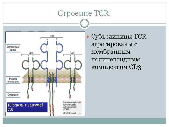 Строение TCR. Субъединицы TCR агрегированы с мембранным полипептидным комплексом CD 3 