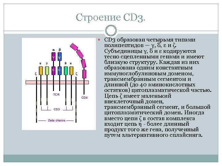 Строение CD 3 образован четырьмя типами полипептидов — γ, δ, ε и ζ. Субъединицы