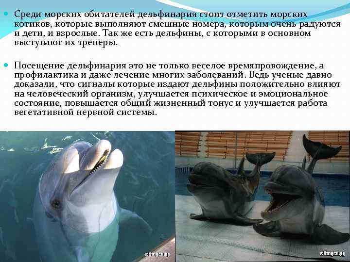  Среди морских обитателей дельфинария стоит отметить морских котиков, которые выполняют смешные номера, которым