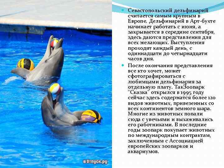  Севастопольский дельфинарий считается самым крупным в Европе. Дельфинарий в Арт-бухте начинает работать с