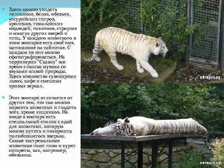  Здесь можно увидеть пеликанов, белок, обезьян, уссурийских тигров, кроликов, гималайских медведей, павлинов, страусов