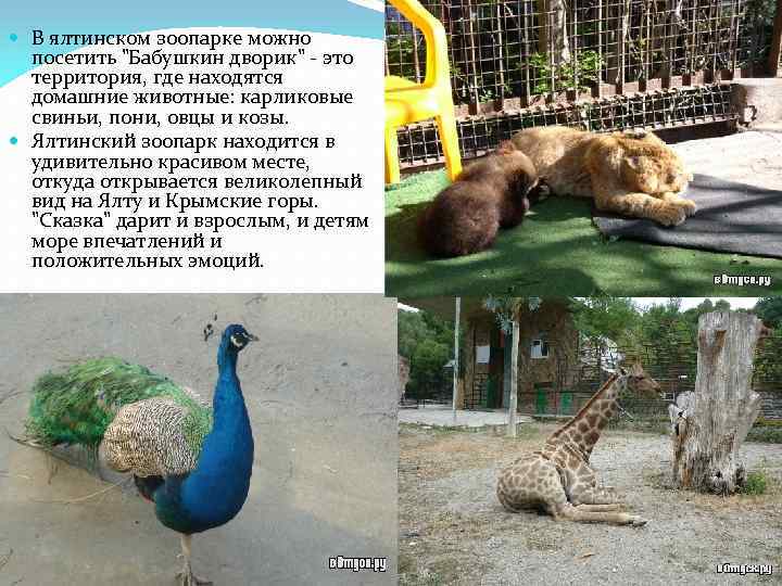  В ялтинском зоопарке можно посетить "Бабушкин дворик" - это территория, где находятся домашние