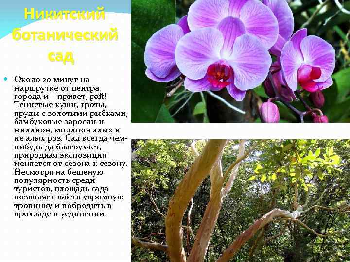 Никитский ботанический сад Около 20 минут на маршрутке от центра города и – привет,