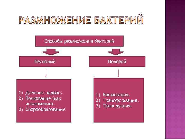 Способы размножения бактерий Бесполый 1) Деление надвое. 2) Почкование (как исключение). 3) Спорообразование Половой