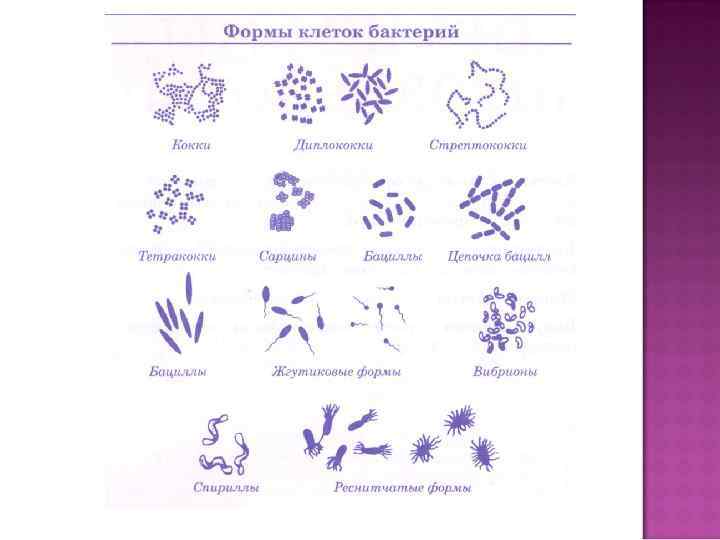 Схема формы бактерий