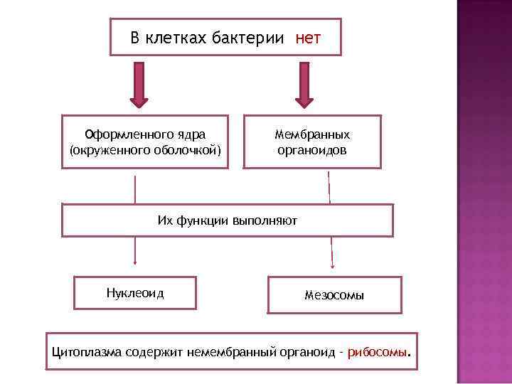 В клетках бактерии нет Оформленного ядра (окруженного оболочкой) Мембранных органоидов Их функции выполняют Нуклеоид