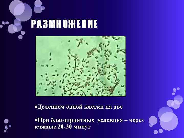 РАЗМНОЖЕНИЕ ♦Делением одной клетки на две ♦При благоприятных условиях – через каждые 20 -30