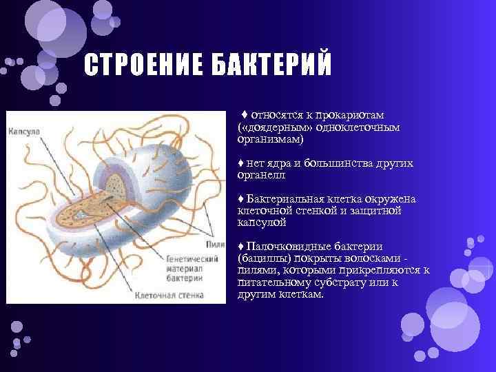 СТРОЕНИЕ БАКТЕРИЙ ♦ относятся к прокариотам ( «доядерным» одноклеточным организмам) ♦ нет ядра и