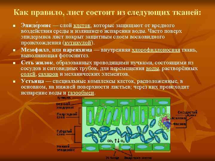 Как правило, лист состоит из следующих тканей: n n Эпиде рмис — слой клеток,