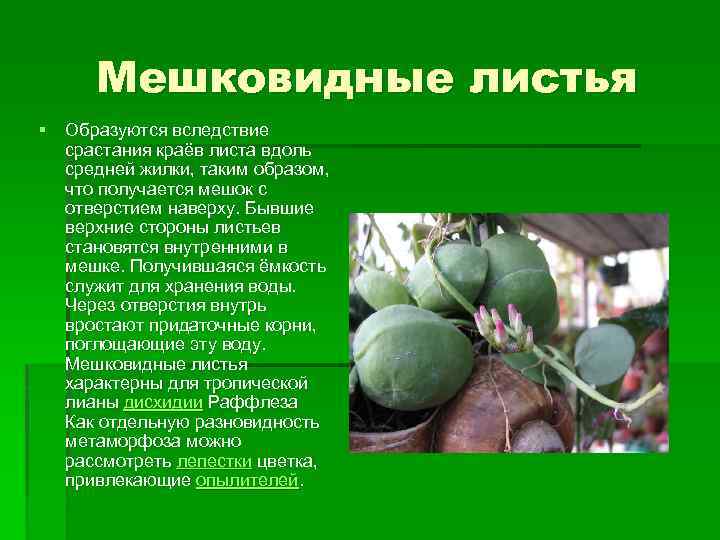 Мешковидные листья § Образуются вследствие срастания краёв листа вдоль средней жилки, таким образом, что
