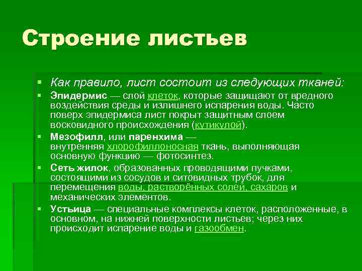 Строение листьев § Как правило, лист состоит из следующих тканей: § Эпидермис — слой