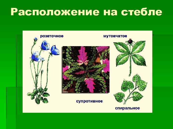 Расположение на стебле 