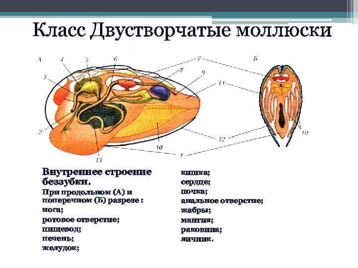 Мидии строение фото