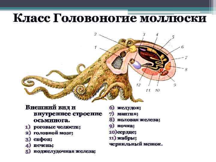 Моллюски внутренний скелет. Пищеварительная система осьминога. Строение пищеварительной системы головоногих моллюсков. Выделительная система головоногих осьминог. Пищеварительная система головоногих моллюсков 7 класс.